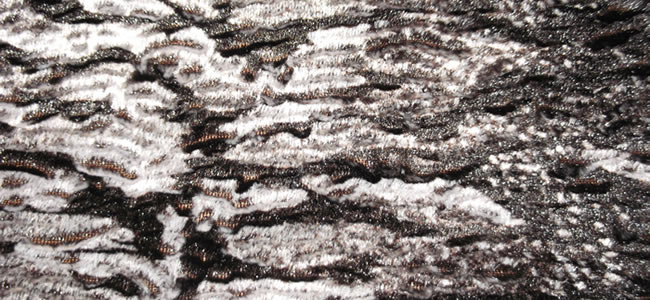 Zebra Tavşan Peluş Kumaş